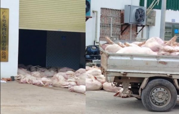 股市策略 “死猪拉回来加工”，广东一肉联食品公司疑出现大量死猪，当地：已介入调查，暂未流入市场